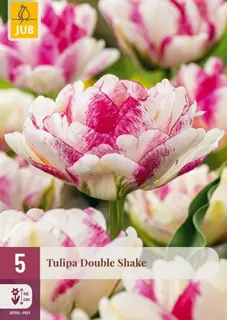 Tulpenbollen Double Shake - 5 stuks