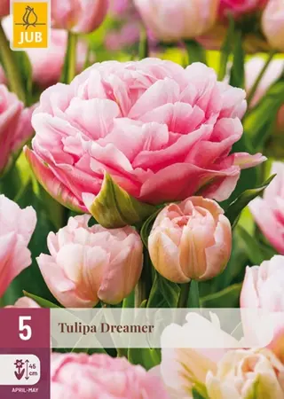 Tulpenbollen Dreamer - 5 stuks