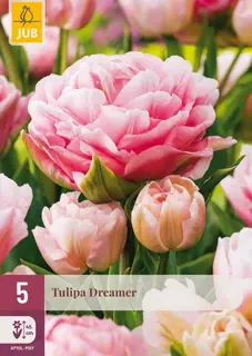Tulpenbollen Dreamer - 5 stuks