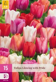 Tulpenbollen Glowing With Pride - 15 stuks