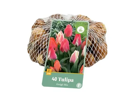 Tulpenbollen Greigii Mix - 40 stuks