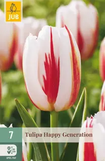 Tulpenbollen Happy Generation - 7 stuks
