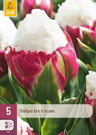 Tulpenbollen Ice Cream - 5 stuks