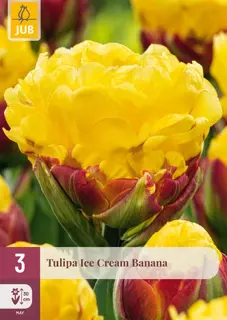Ice Cream Banana