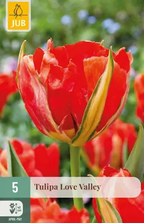 Tulpenbollen Love Valley - 5 stuks