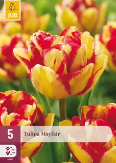 Tulpenbollen Mayfair - 5 stuks