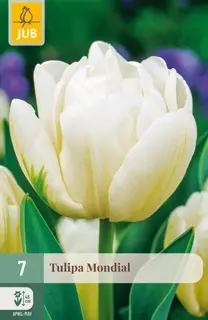 Tulpenbollen Mondial - 7 stuks