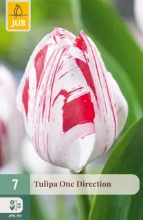 Tulpenbollen One Direction - 7 stuks