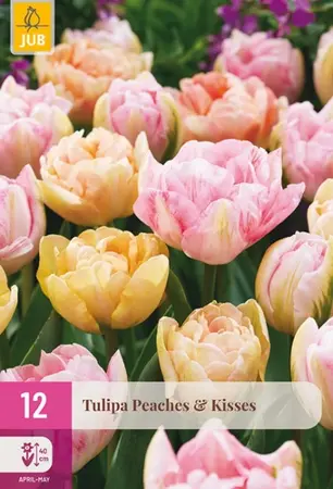 Tulpenbollen Peaches & Kisses - 12 bloembollen