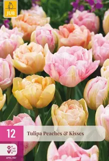 Tulpenbollen Peaches & Kisses - 12 bloembollen