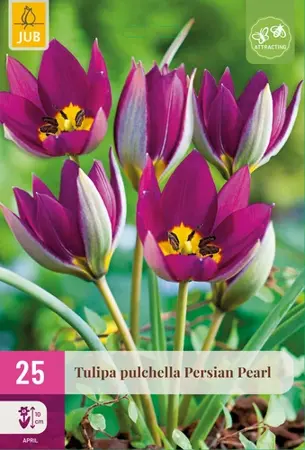 Tulpenbollen Persian Pearl - 25 bloembollen
