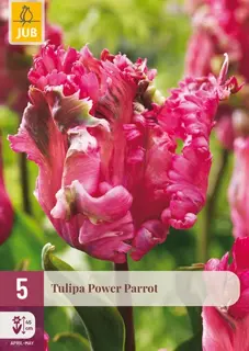 Tulpenbollen Power Parrot - 5 stuks