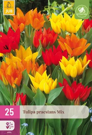 Tulpenbollen Praestans Mix - 25 bloembollen