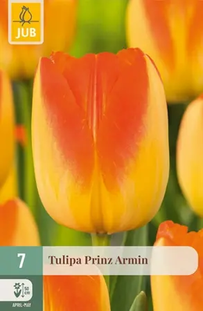 Tulpenbollen Prinz Armin - 7 stuks