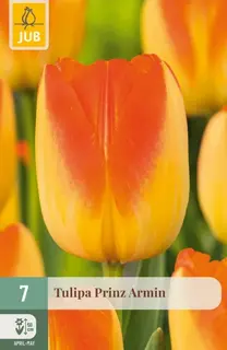 Tulpenbollen Prinz Armin - 7 stuks
