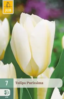 Tulpenbollen Purissima - 7 stuks