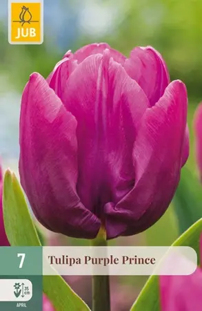 Tulpenbollen Purple Prince - 7 stuks