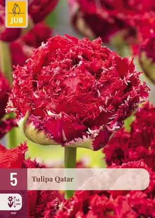 Tulpenbollen Qatar - 5 stuks