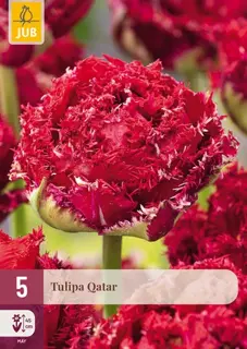 Tulpenbollen Qatar - 5 stuks