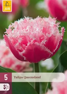 Tulpenbollen Queensland - 5 stuks