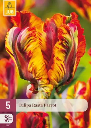 Tulpenbollen Rasta Parrot - 5 stuks