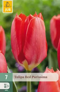 Tulpenbollen Red Purissima - 7 stuks