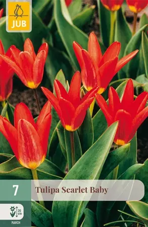 Tulpenbollen Scarlet Baby - 7 stuks