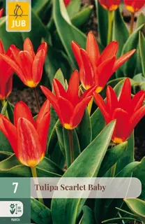 Tulpenbollen Scarlet Baby - 7 stuks