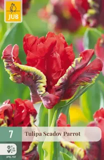 Tulpenbollen Seadov Parrot - 7 stuks