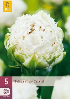 Tulpenbollen Snow Crystal - 5 stuks