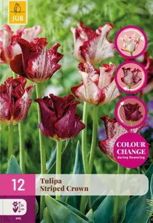 Tulpenbollen Striped Crown - 12 bloembollen
