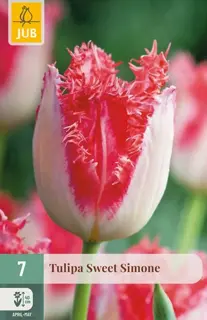 Tulpenbollen Sweet Simone - 7 stuks