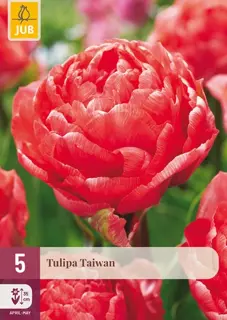 Tulpenbollen Taiwan - 5 stuks