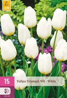 Tulipa Triumph Wit - 15 bloembollen
