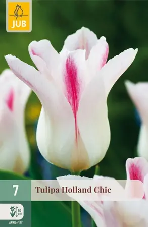 Tulpenbollen Tulipa Holland Chic - 7 stuks