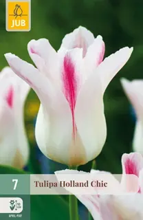 Tulpenbollen Tulipa Holland Chic - 7 stuks