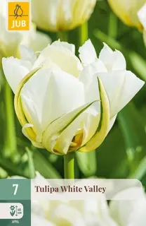 Tulipa White Valley - 7 bloembollen