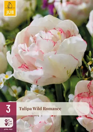 Tulpenbollen Wild Romance - 3 stuks