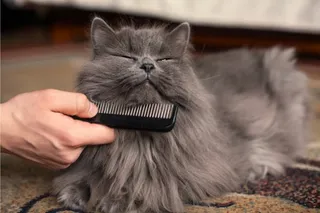 Verzorging Kat
