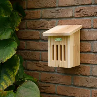 Vlinderkast in cadeauverpakking - afbeelding 2
