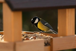 Voeder en vogelhuisjes