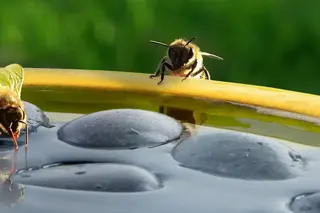 Voederplaatsen voor tuindieren