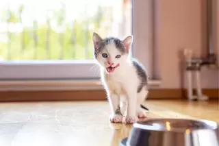 Voer en drinkbakken