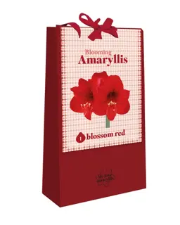We Love Amaryllis Rood - 1 bloembol
