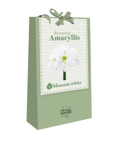 We Love Amaryllis Wit - 1 bloembol
