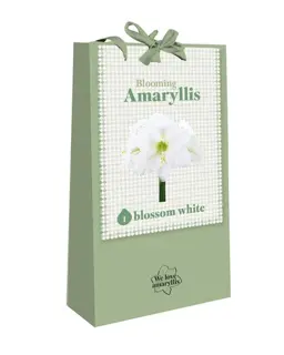 We Love Amaryllis Wit - 1 bloembol