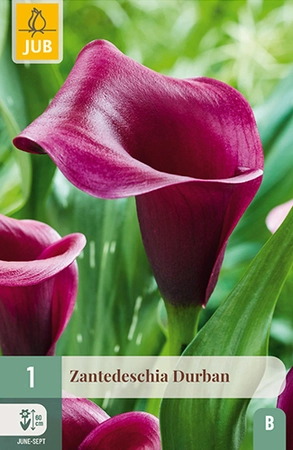 Zantedeschia Durban 1st