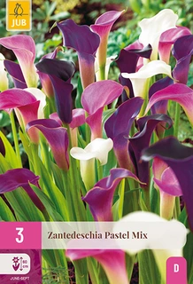 Zantedeschia Pastel Mix 3st