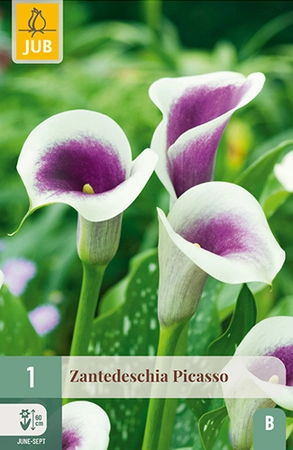 Zantedeschia Picasso 1st