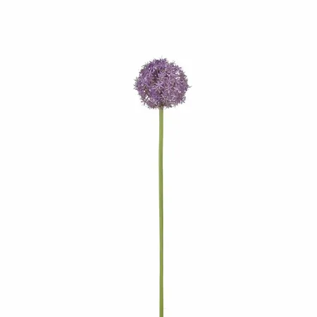 Zijdebloem Allium L76cm Paars
